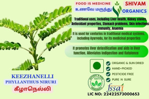 Keezhanelli | Phyllanthus Niruri | Stone Breaker | DRY PLANT | 100gm