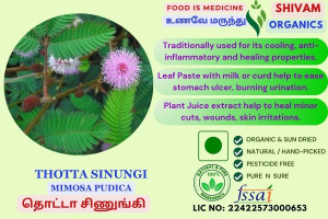 Thottal Sinungi| Mimosa Pudica |Sensitive Plant| DRY PLANT | 100gm