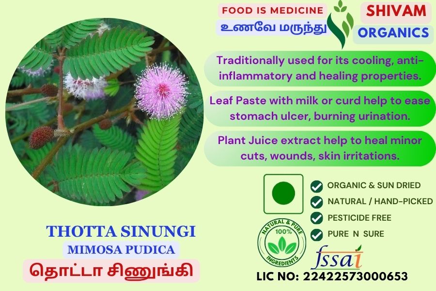 Thottal Sinungi| Mimosa Pudica |Sensitive Plant| DRY PLANT | 100gm Thottal Sinungi| Mimosa Pudica |Sensitive Plant| DRY PLANT | 100gm