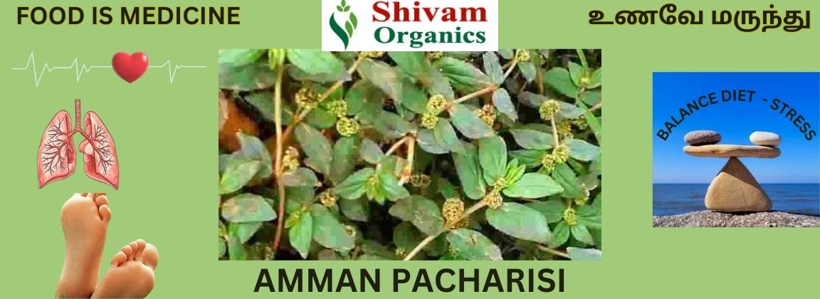 AMMAN PACHARISI